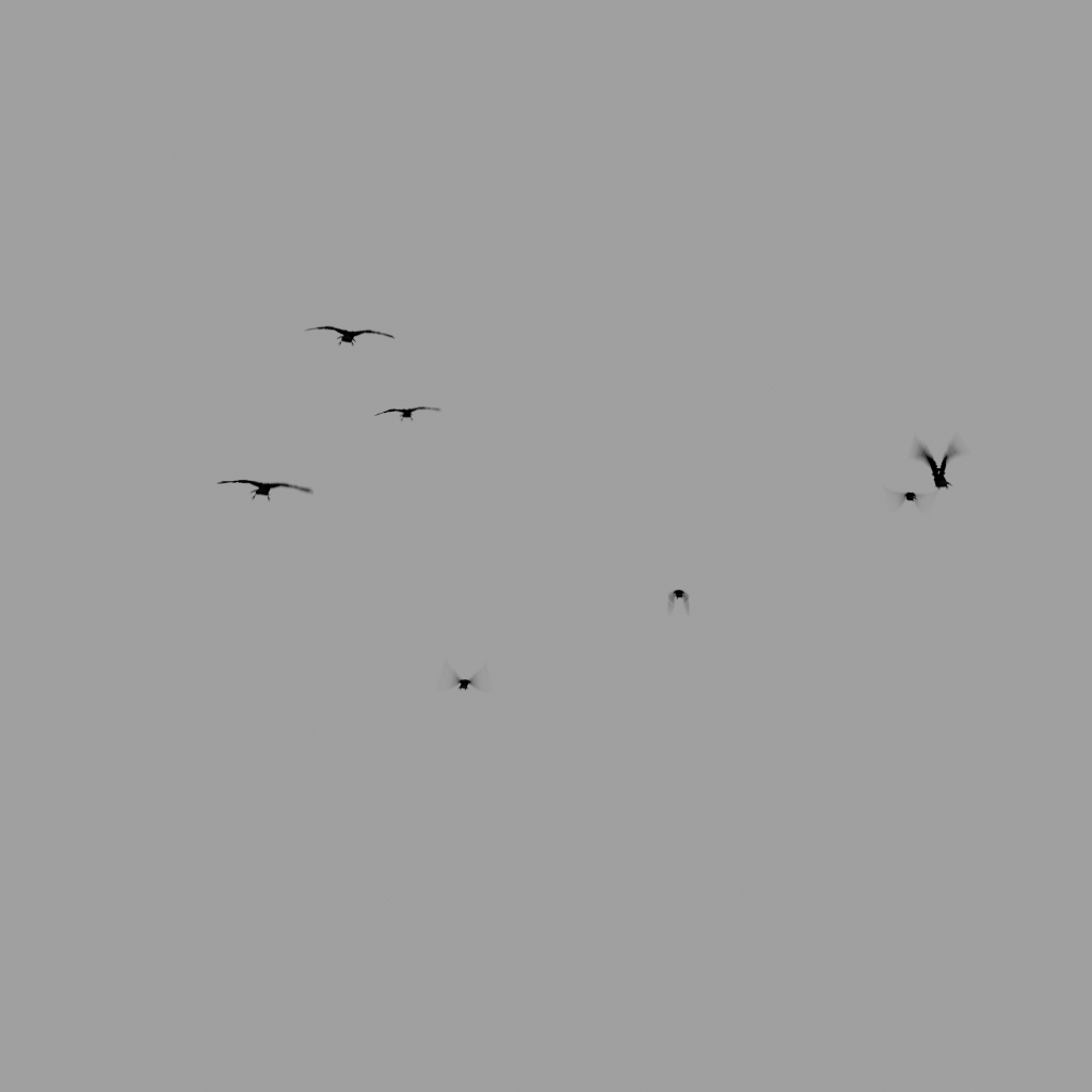 Crows Flock - Static - Away - 002 | FX Elements