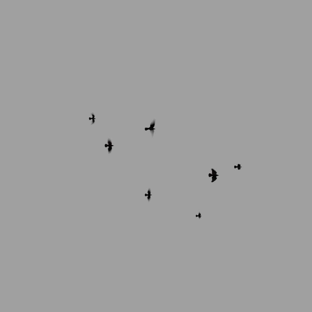 Crows Flock - Static - Overhead - 001 | FX Elements
