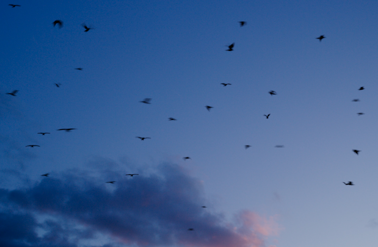Flocking Crows - Pack 2 | FX Elements