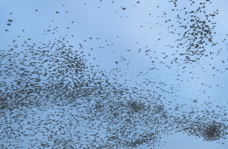 Flocking Birds - Murmurations - Pack 1 | FX Elements
