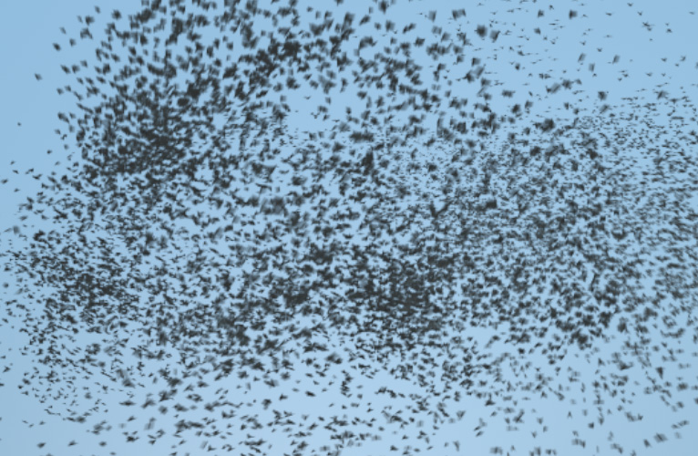 Flocking Birds - Murmurations - Pack 2 | FX Elements